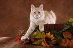 Siberian Forest Cat