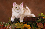 Siberian Forest Cat