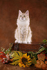 Siberian Forest Cat