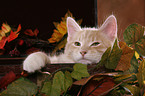 Siberian Forest Cat