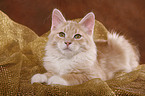 Siberian Forest Cat