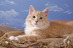 Siberian Forest cat on beach