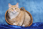 Siberian Forest Cat in basket