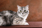 Siberian Forest Cat