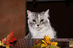 Siberian Forest Cat sitting on case