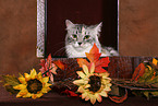 Siberian Forest Cat sitting on case