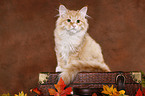 young Siberian Forest Cat