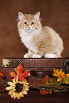 Siberian Forest Cat sitting on case