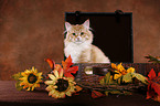 Siberian Forest Cat sitting on case