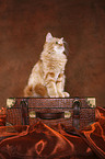 Siberian Forest Cat sitting on case