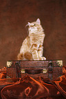 Siberian Forest Cat sitting on case