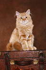 Siberian Forest Cat sitting on case