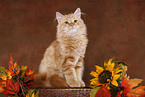 young Siberian Forest Cat