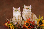two young Siberian Forest Cats