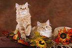 two young Siberian Forest Cats