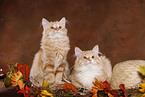 two young Siberian Forest Cats