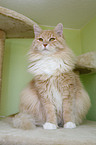 Siberian Cat