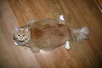 Siberian Cat