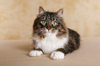 Siberian Cat