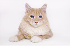 lying Siberian Cat