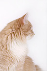 Siberian cat portrait