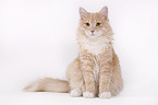 sitting siberian cat