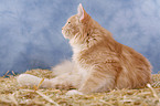 Siberian Cat