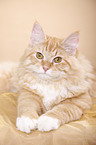 young Siberian tomcat