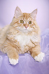 young Siberian tomcat