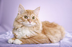 young Siberian tomcat