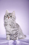 Siberian kitten