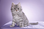 Siberian kitten