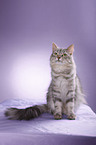 Siberian Cat