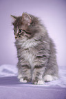 Siberian kitten