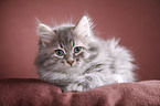 Siberian kitten