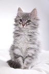 Siberian kitten