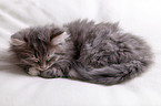 Siberian kitten