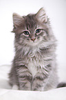 Siberian kitten