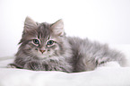 Siberian kitten