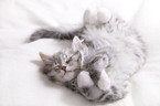 Siberian kitten