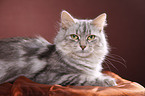 Siberian Cat