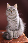 Siberian Cat