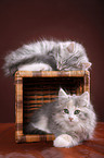 Siberian kitten