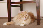 Siberian Cat