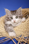 lying Siberian Cat