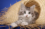 lying Siberian Cat