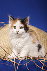 sitting Siberian Cat