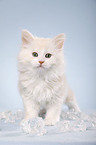 sitting Siberian Cat