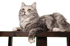 lying Siberian Cat