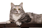 lying Siberian Cat